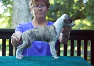 Fawn Brindle Girl