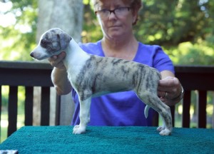 Fawn Brindle Girl