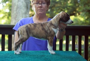 Red Brindle Girl