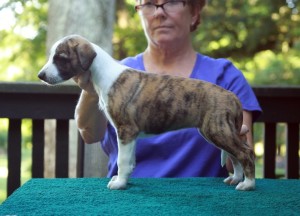 Red Brindle Girl 