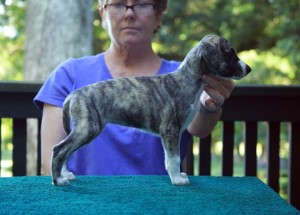 Dark Brindle Girl 