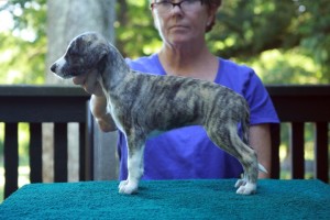 Dark Brindle Girl 