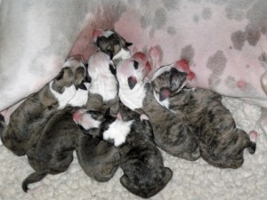 Newfamily 300x225