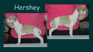 Hershey