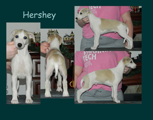 Hershey