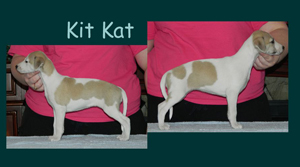 Kit Kat