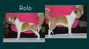 Rolo