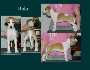 Rolo