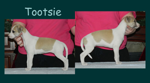 Tootsie