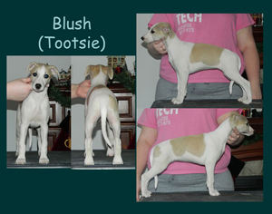 Tootsie