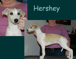 Hershey11weekswebr7