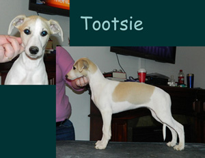 Tootsie11weekswebr4