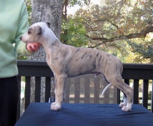 Sketch8wkbb 300x246