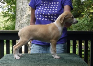 Jay x Arden pups 7.5 weeks Red Boy