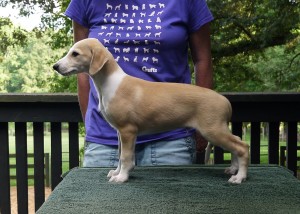 Jay x Arden pups 7.5 weeks Red Boy