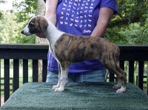 Jay x Arden pups 7.5 weeks Red Brindle Girl