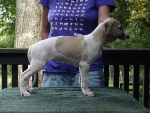 Jay x Arden pups 7.5 weeks Fawn Girl