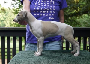 Jay x Arden pups 7.5 weeks Fawn Girl