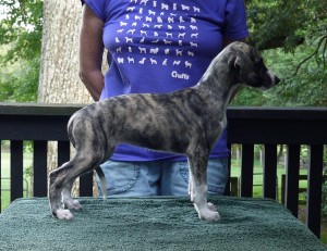 Jay x Arden pups 7.5 weeks Dark Brindle Girl