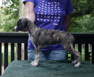 Jay x Arden pups 7.5 weeks Dark Brindle Girl