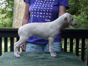 Jay x Arden pups 7.5 weeks Cream Girl