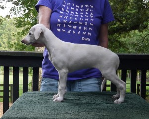 Jay x Arden pups 7.5 weeks Cream Girl