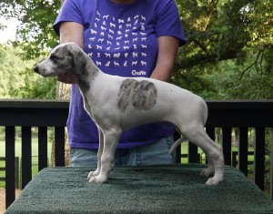 Jay x Arden pups 7.5 weeks Parti Boy Lewis