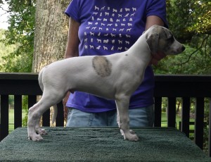 Jay x Arden pups 7.5 weeks Parti Boy Lewis