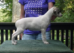 Jay x Arden pups 7.5 weeks Split Face Boy McLean