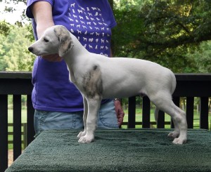 Jay x Arden pups 7.5 weeks Split Face Boy McLean