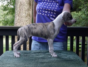 Jay x Arden pups 7.5 weeks Fawn Brindle Girl