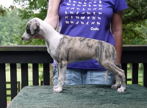 Jay x Arden pups 7.5 weeks Fawn Brindle Girl