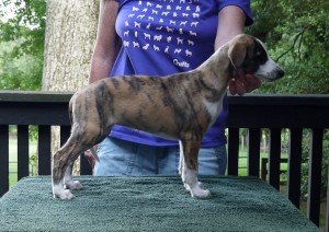 Jay x Arden pups 7.5 weeks Red Brindle Girl