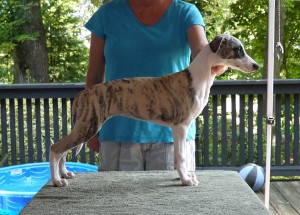 Fawn Brindle Girl