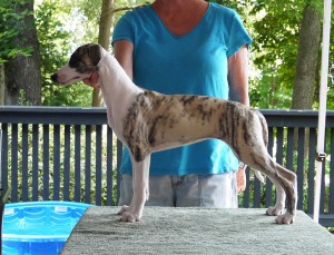 Fawn Brindle Girl