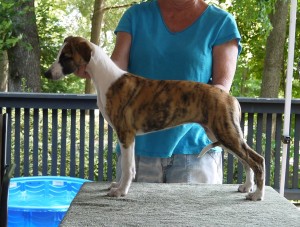 Red Brindle Girl 