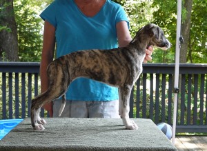 Dark Brindle Girl
