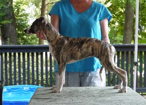 Dark Brindle Girl